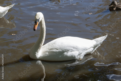 Swan in pond