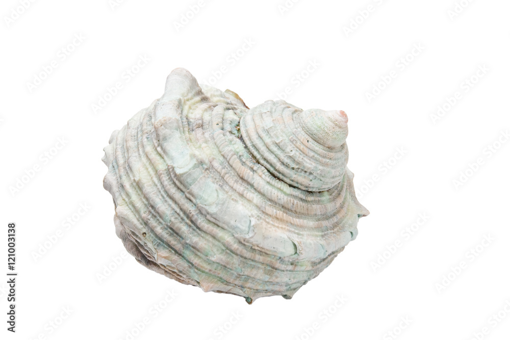 white spiral shell isolated on white background white spiral shell isolated on white background