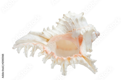 sea shell isolate on the white background