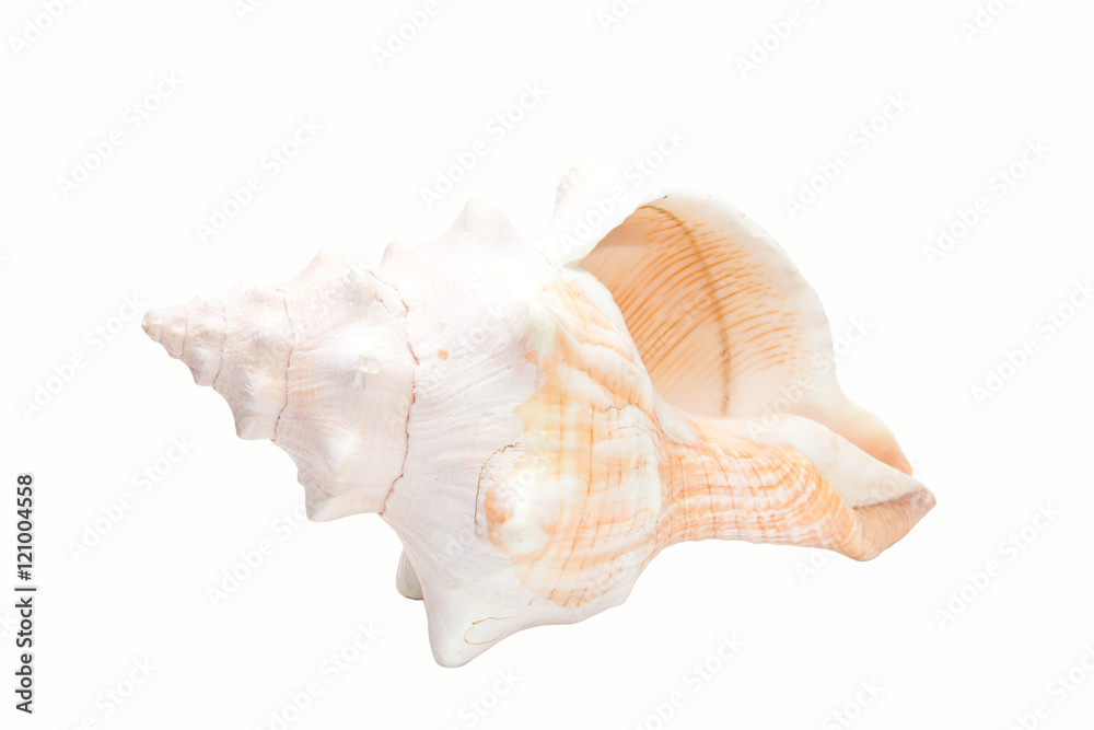 white spiral shell isolated on white background