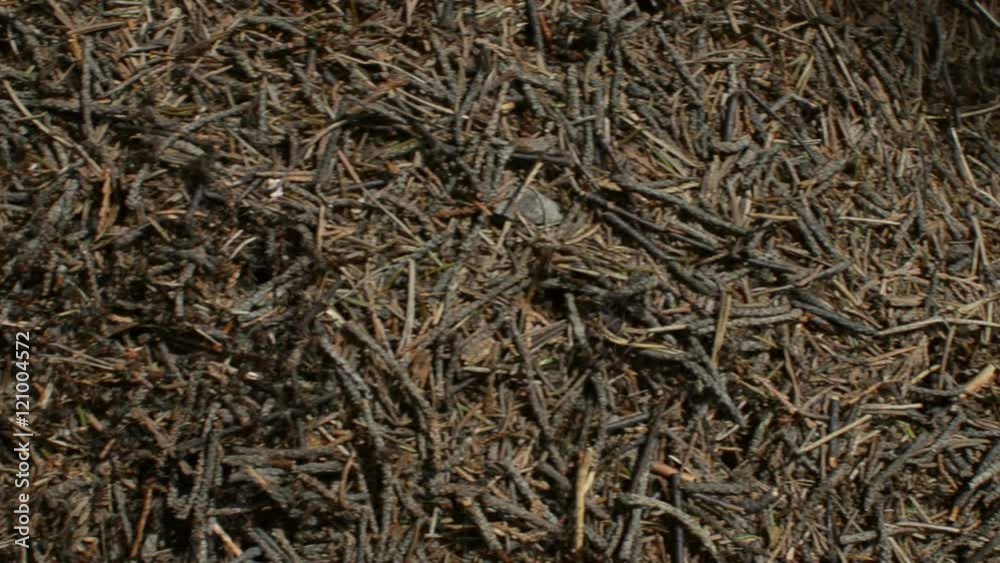 Camera panning from right to left over anthill with ants moving around and working diligently