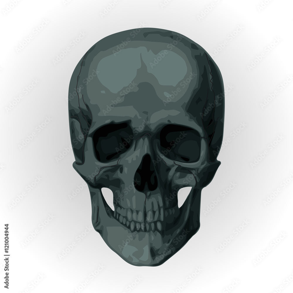Fototapeta premium Skeleton skull, cranium, braincase, brainpan, pericranium, death