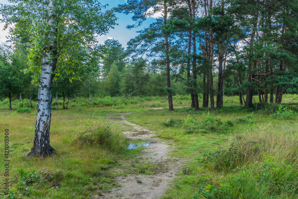 Fototapeta premium sandy forest road with a birch tree and conifer
