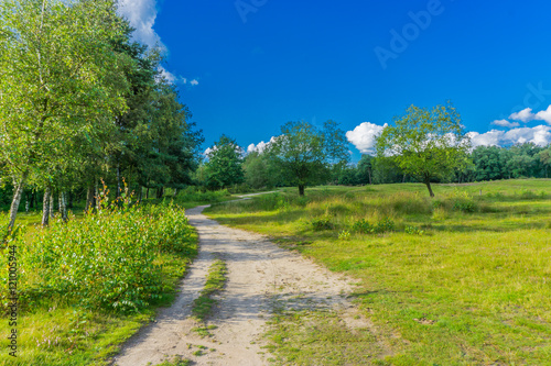 beautiful sandy forest road with turn and trees