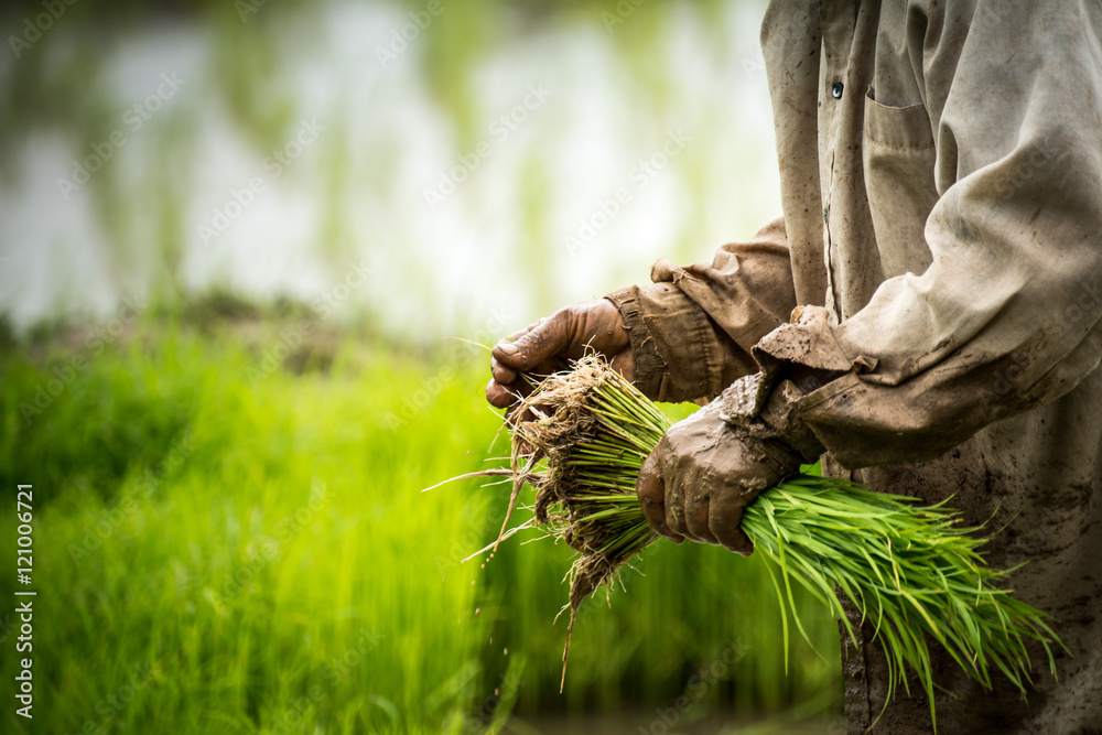 Fototapeta premium Thai farmer lifes
