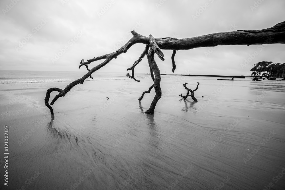 drift wood on hunting island south carolina drift wood on hunting island south carolina