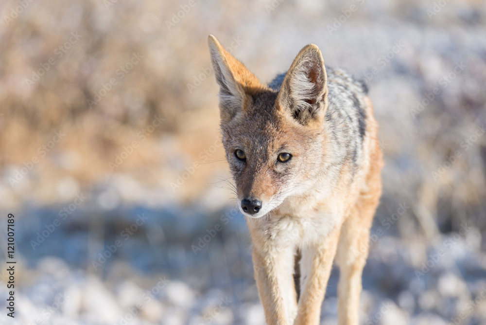 Close up and portrait of a cute Black Backed Jackal walking in the bush. Wildlife Safari in Etosha National Park, the main travel destination in Namibia, Africa. Close up and portrait of a cute Black Backed Jackal walking in the bush. Wildlife Safari in Etosha National Park, the main travel destination in Namibia, Africa.
