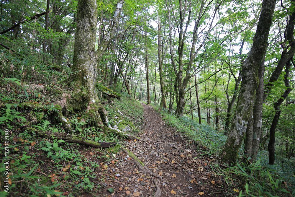 高知県津野町　四国カルスト　天狗高原セラピーロード