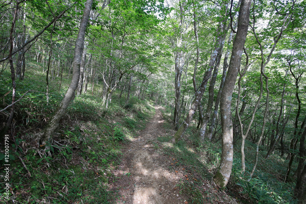 高知県津野町　四国カルスト　天狗高原セラピーロード