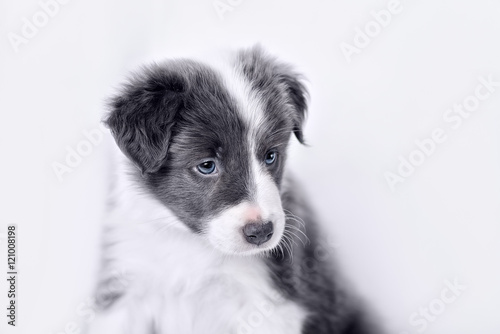 portrait of puppy border collie © brusnikaphoto