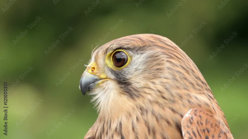 Eurasian kestrel bird of prey, falco tinnunculus Eurasian kestrel bird of prey, falco tinnunculus