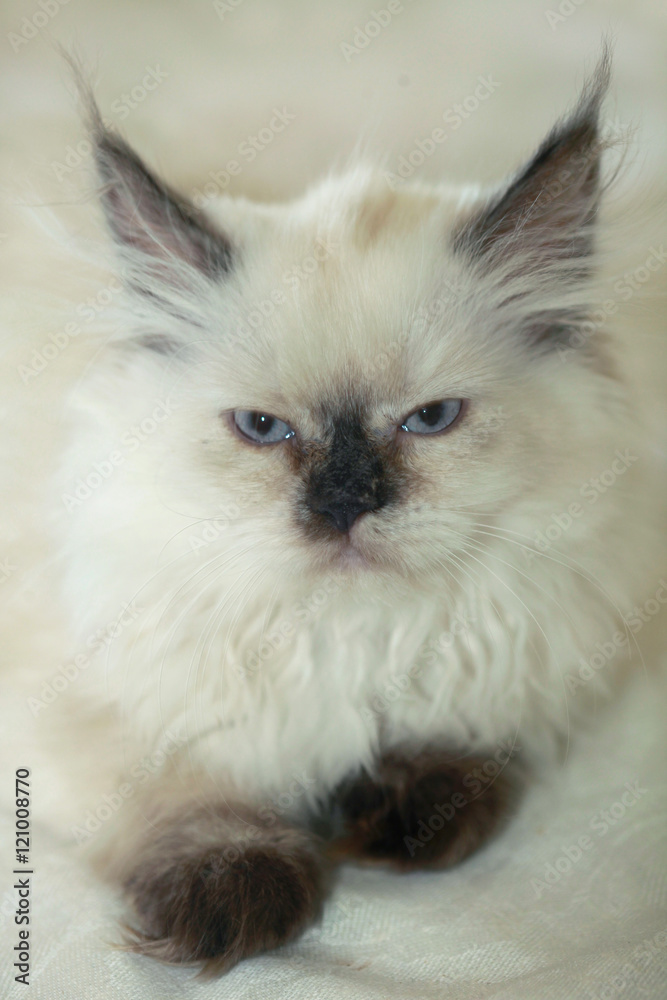 Fototapeta premium fluffy cat