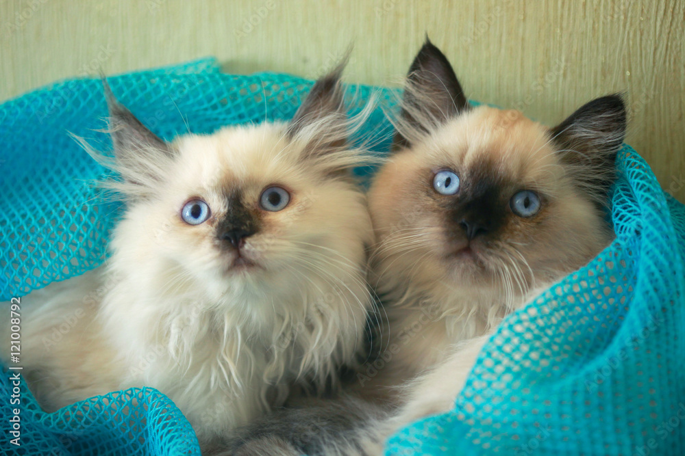 two fluffy cats