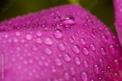 Flower wild rose