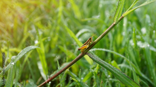 Small grasshopper on grass leaf in the morning with sun ray effe