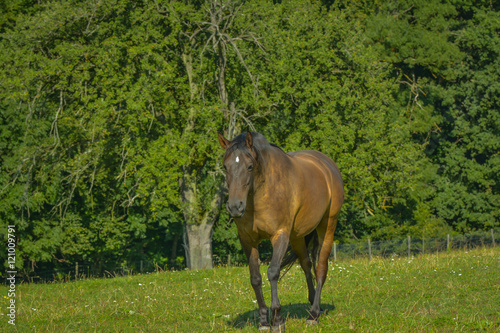 Pferde auf der Weide