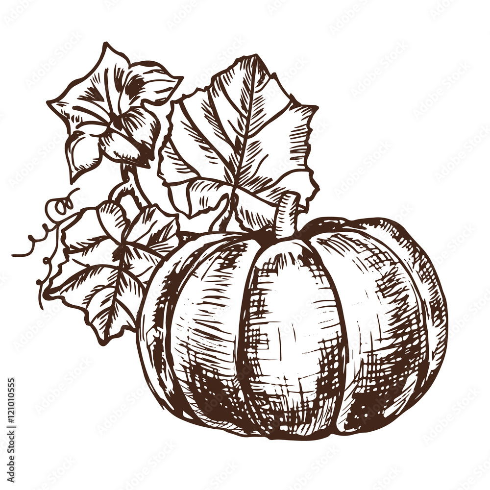 Fotografie vector hand drawn sketch pumpkin leaves, flowers.