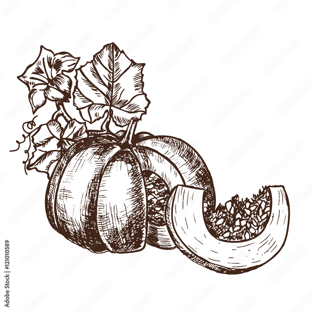 Fotografie vector hand drawn sketch pumpkin leaves, flowers.