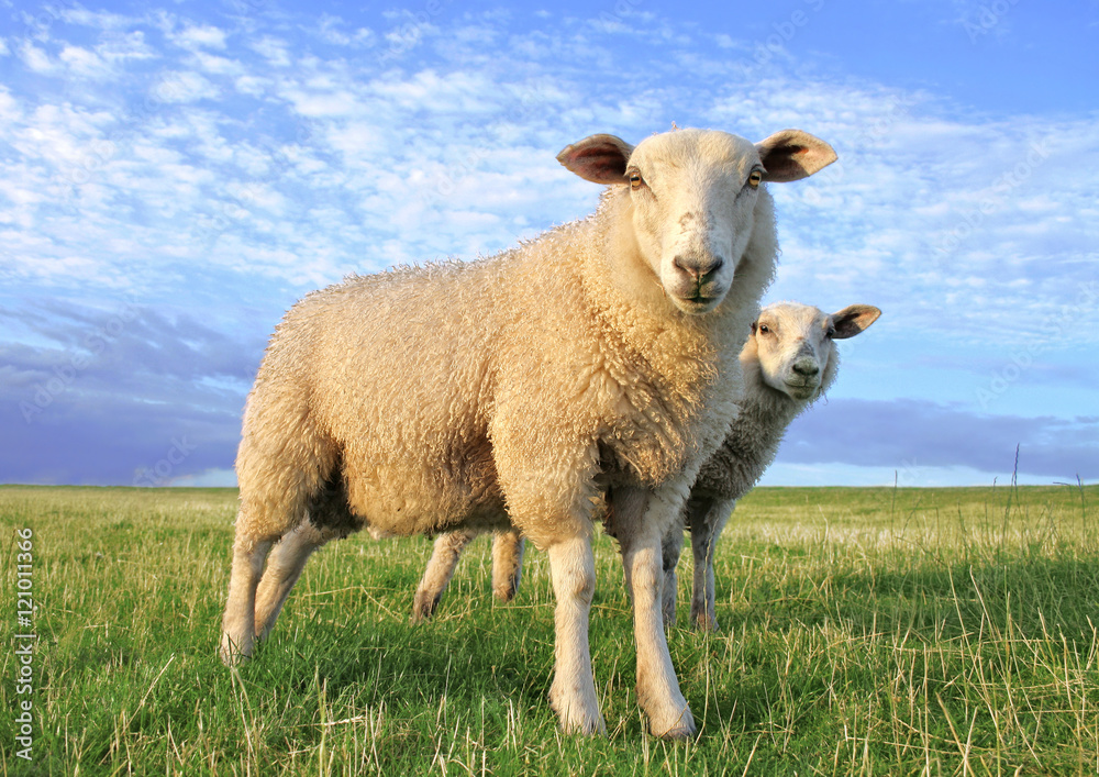 Fototapeta premium Sheeps in the sunset