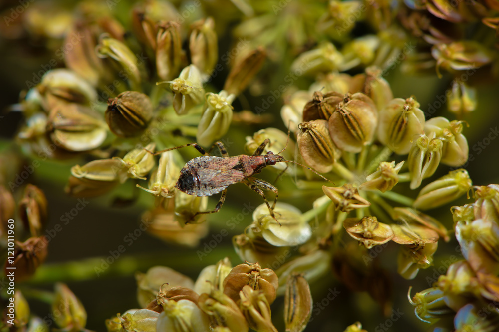 Ameisensichelwanze klettert über eine Blüte Ameisensichelwanze klettert über eine Blüte