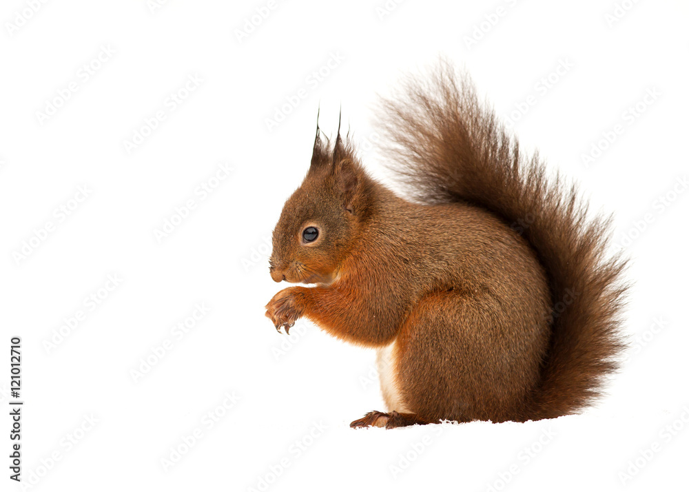 Red squirrel in front of white background Red squirrel in front of white background