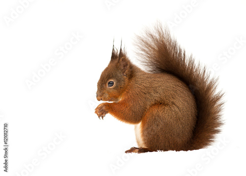 Red squirrel in front of white background photo