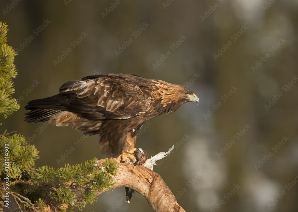 Fotografie Golden eagle perched on tree with it's kill, Norway, March.