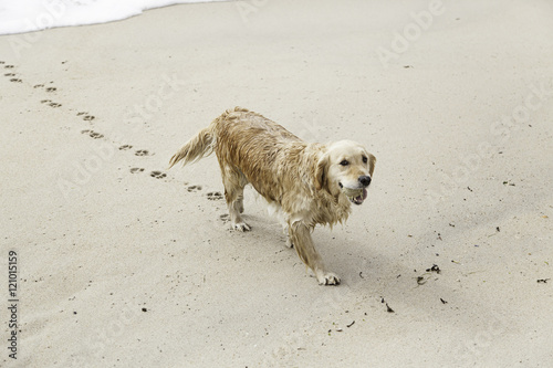 Dog playing on the beach © esebene