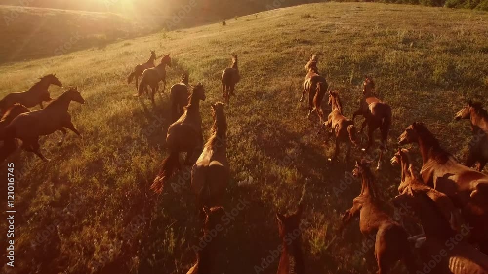 Horses are galloping. Aerial view of moving horses. We are the wild force. Home is where freedom dwells.