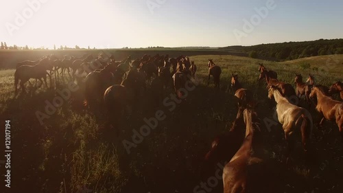 Flock of horses is running. Grassy hills and sky. Stallions in the sun. Keep pursuing your dreams. photo