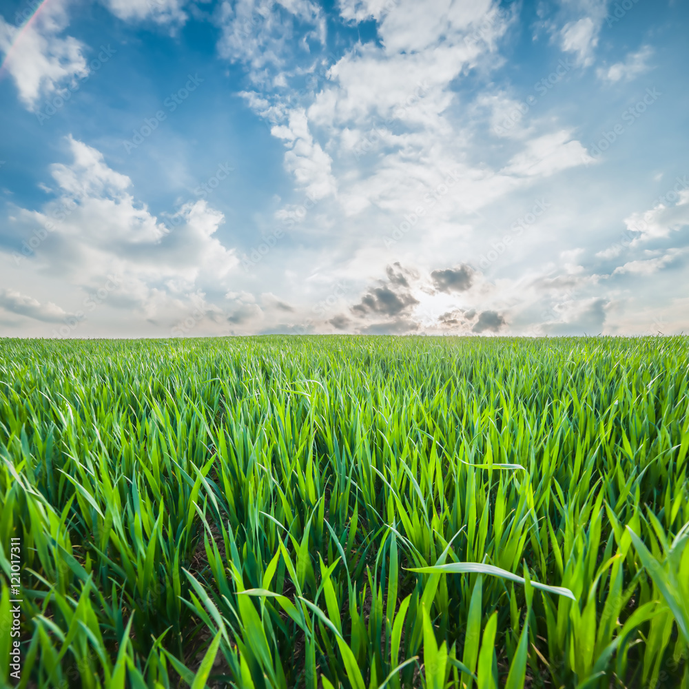 Obraz premium Landscape with Fields and Sky