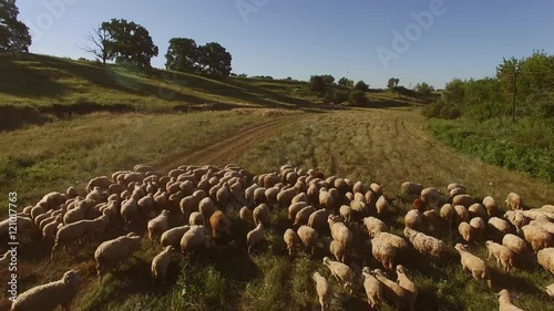 Flock of sheep is walking. Animals on the meadow. Clean environment outside the town. Ecology is essential.
