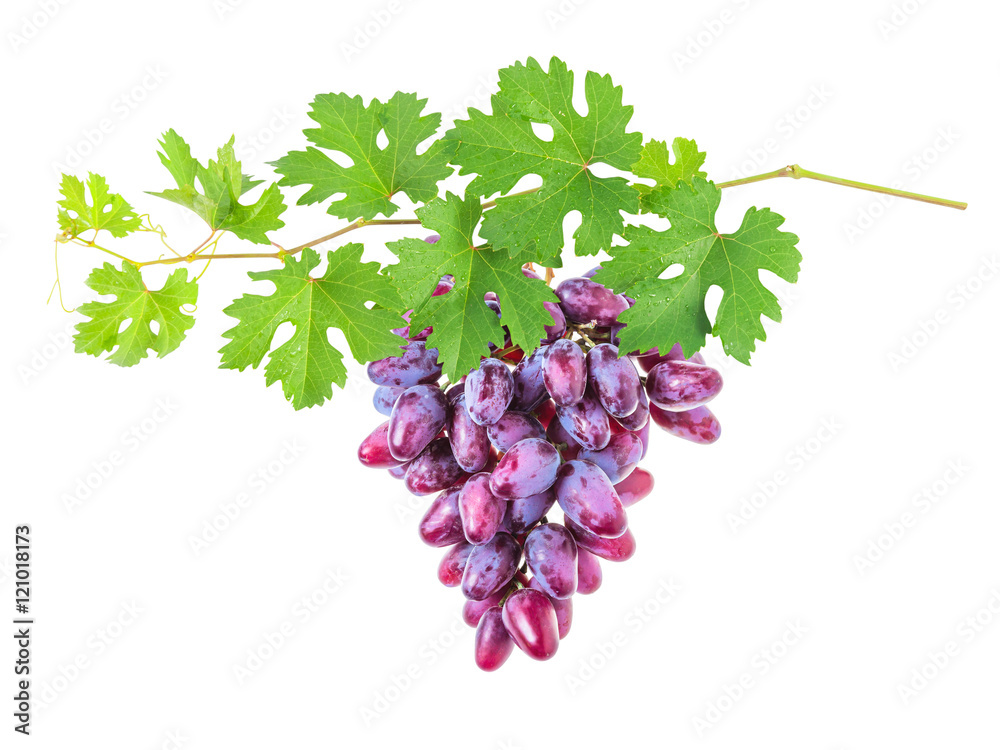 Fototapeta premium Branch of grapes with berries