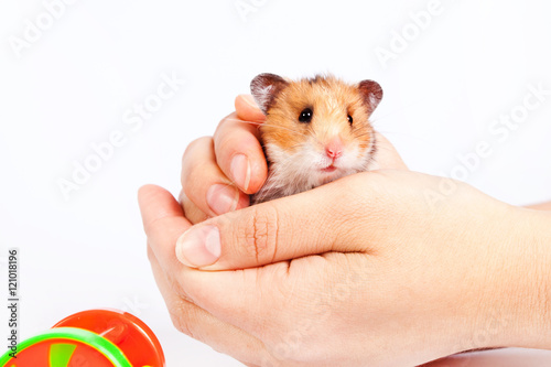 little hamster in the hands of man photo