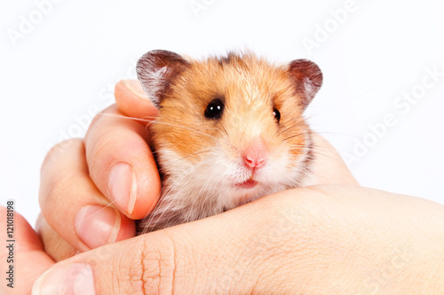 little hamster in the hands of man © Natalya Antoshchenko