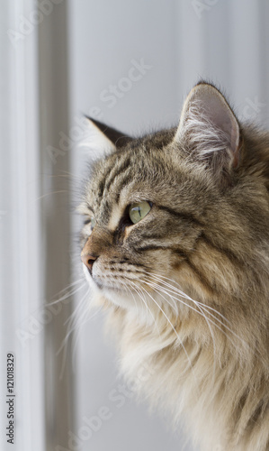 profile of a furry siberian cat