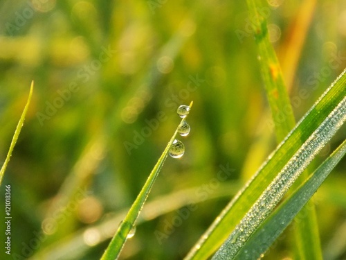 Rain drops on grass blade after rain
