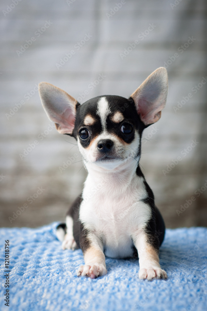adorable chihuahua puppy sitting on a blanket
