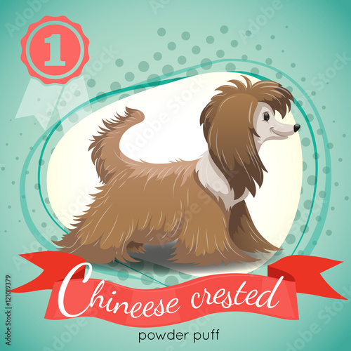 Chinese Crested Powder Puff Dog standing. Colorful background with halftone dots. Champion medal. Best in show. Vector illustration.