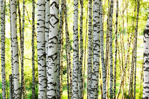 summer in birch forest