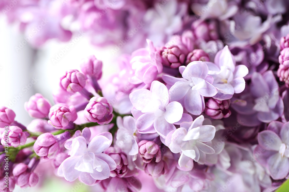 Fototapeta premium Blooming purple lilac flowers background, close up