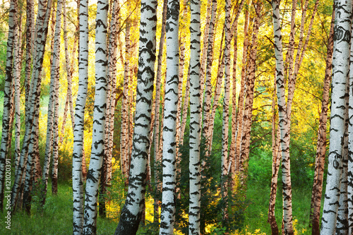summer in birch forest