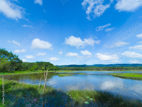 Scenic of swamps with blue sky background