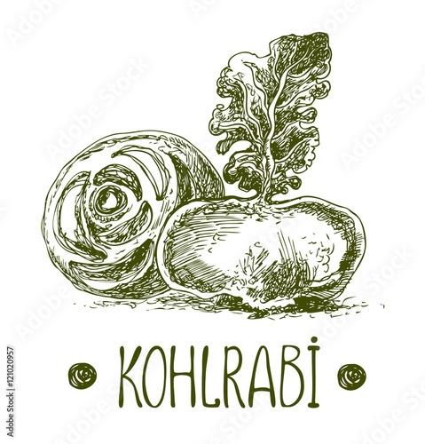 Kohlrabi. Vector hand drawn graphic illustration. Sketchy style.