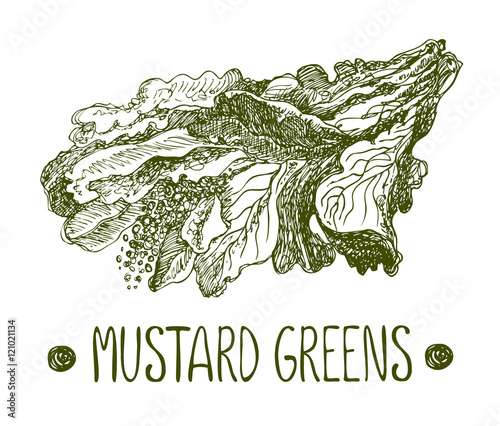 Mustard green. Vector hand drawn graphic illustration. Sketchy style.