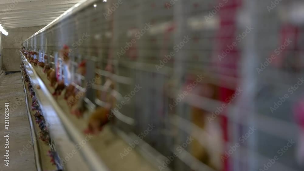 Hens are pecking feed. Domestic birds in cages. Breeding poultry in good conditions. Chickens must live in warmth. Hens are pecking feed. Domestic birds in cages. Breeding poultry in good conditions. Chickens must live in warmth.