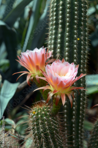 cactus flower