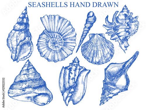 Seashell, sea shell, nature sea vector set. Sea shell Hand drawn seashell marine engraving illustration on white background. Sea shell etch sketch drawing.