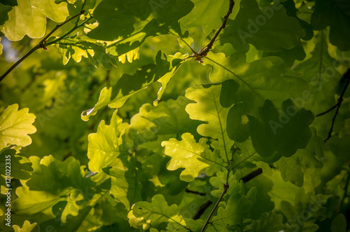 Oak leaves background