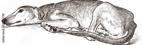 sketch of a resting greyhound
